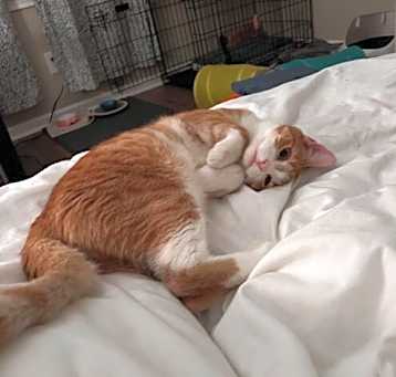 Photo of Nacho
