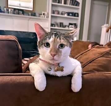 Photo of Lacey