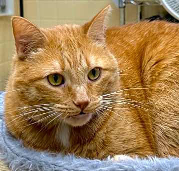 Photo of Castiel