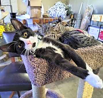 Photo of Tux