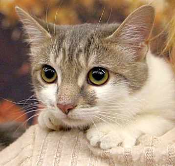 Photo of Pepper