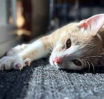 Photo of Rascal