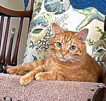 Photo of Cheddar