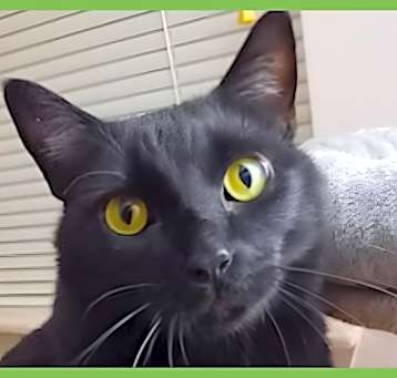 Photo of Ninja