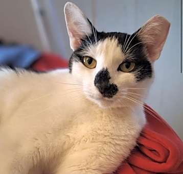 Photo of SMUDGE