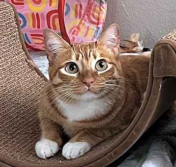 Photo of COLBIE