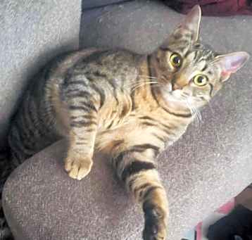 Photo of Betty (young kitty) low fee *