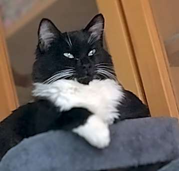 Photo of Kirby