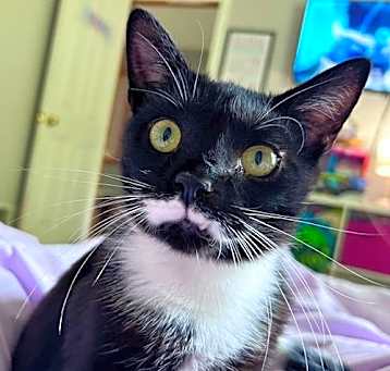 Photo of Poe