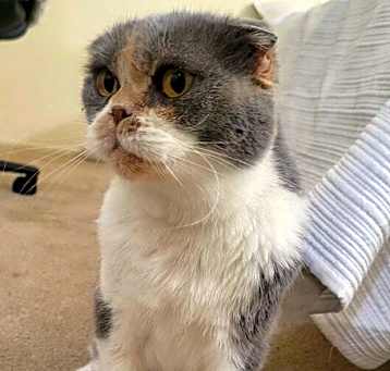 Photo of Mishka