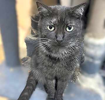 Photo of Marbles