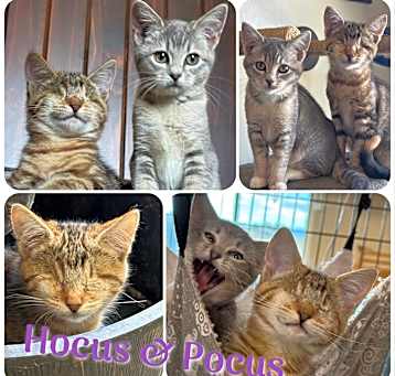 Photo of Hocus & Pocus
