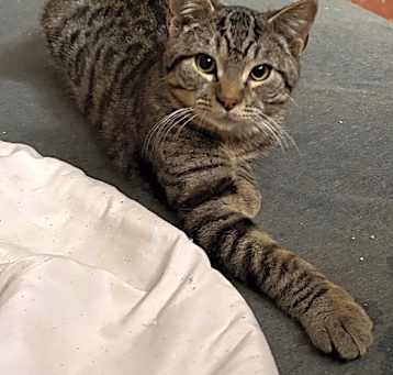 Photo of Peanut