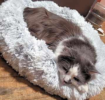 Photo of Willow