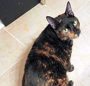 Photo of Dalia