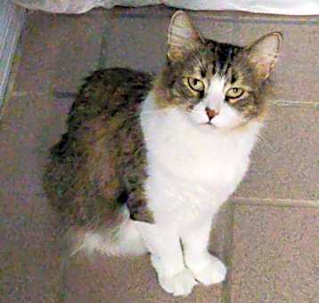 Photo of Priscilla  FIV+ aka- MamaCat