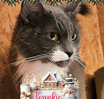 Photo of Frankie