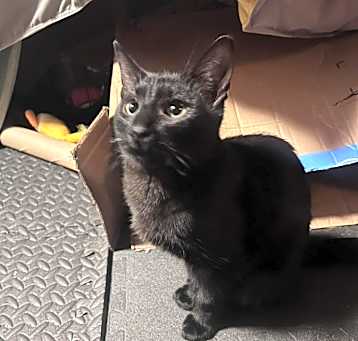 Photo of Cocoa