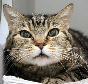 Photo of TIGER