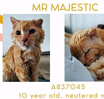 Photo of MR MAJESTIC