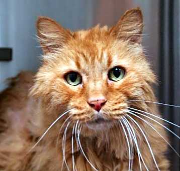 Photo of GARFIELD