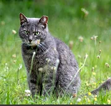 Photo of BARN CATS
