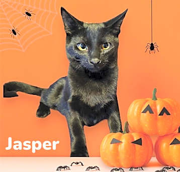 Photo of *JASPER