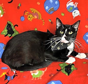 Photo of BLACK JACK