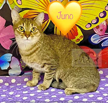 Photo of JUNO