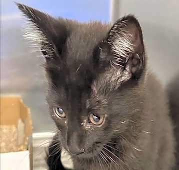 Photo of MIDNIGHT