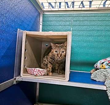 Photo of TABBI