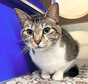 Photo of ZELDA