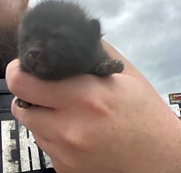 Photo of KITTEN