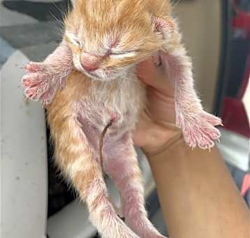Photo of BUTTERSCOTCH
