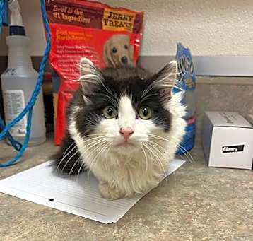 Photo of SQUEAKS