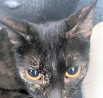 Photo of BELLADONNA