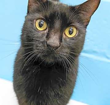 Photo of BELLA LUNA