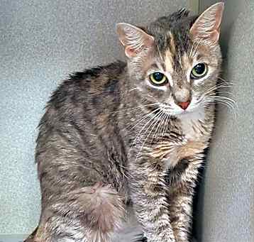 Photo of MIDANAO