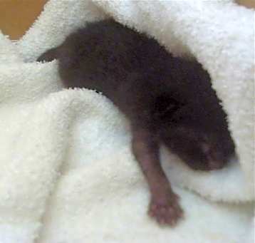 Photo of BRONWYN