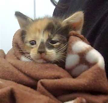 Photo of BELL