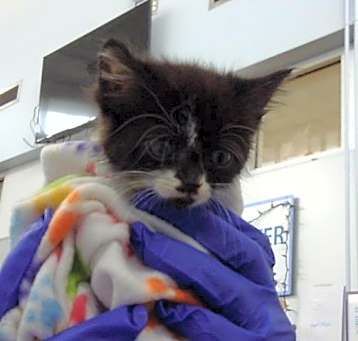 Photo of OREO