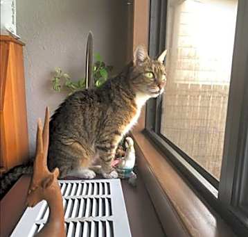 Photo of TALLIE