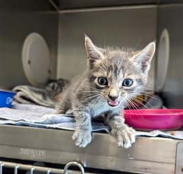 Photo of SCOOTER