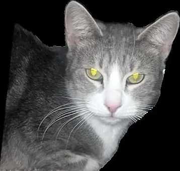 Photo of Luna
