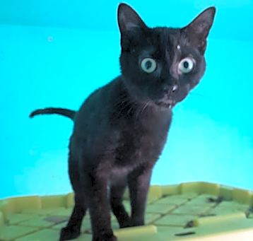 Photo of Edison (Eddie) - In Foster