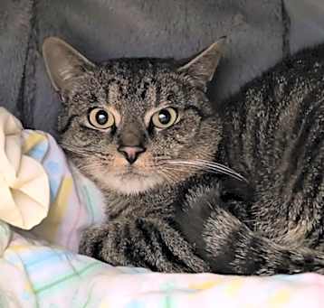Photo of Bowser