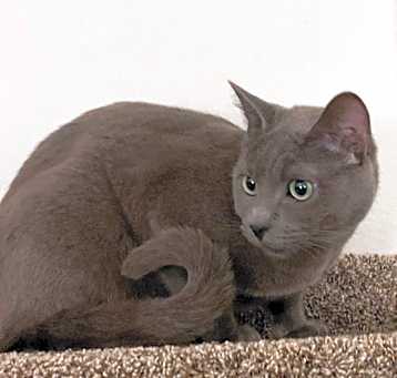 Photo of Thor