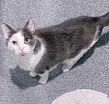 Photo of Bella