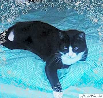 Photo of Sylvester