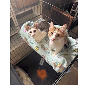 Photo of Chess&Cody